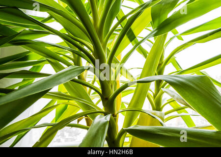 Foglia verde Yucca in dettaglio vicino alla finestra Foto Stock