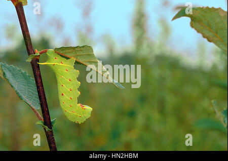 Il PIOPPO Hawk Moth larvae (Laothoe Populi) in appoggio su una foglia sallow Foto Stock
