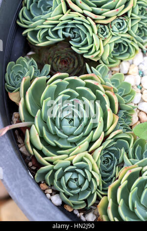 Chiudere l immagine di Echeveria glauca o noto come Aeonium o noto come verde succulente Rose Foto Stock