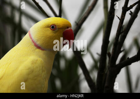 Anello giallo pappagallo di collo con becco rosso Foto Stock