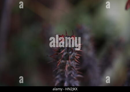 Pianta con spine e bacche rosse Foto Stock