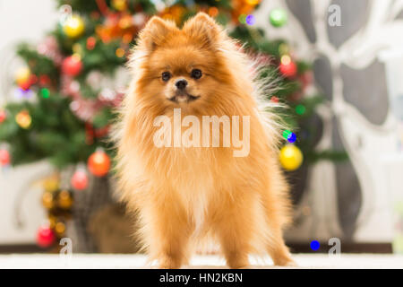 Spitz Cane è in posa sul tappeto sullo sfondo dell albero di Natale Foto Stock