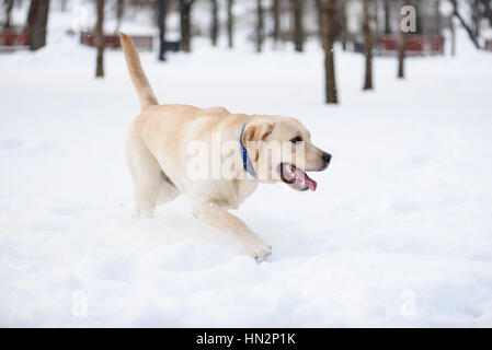 1art1 Zerbino Con Labrador Retriever Nella Neve - 70x50 Cm - Antiscivolo In PVC - Lavabile - 6