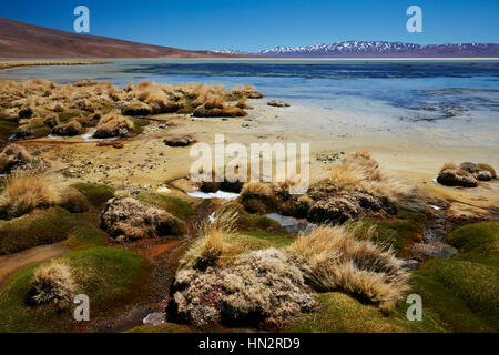 Salar de Maricunga Foto Stock