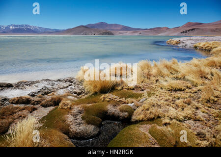 Salar de Maricunga Foto Stock