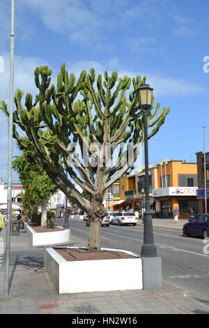 Il pittoresco cactus e piante del deserto, cactus, cactus, o cactus) è un membro della famiglia di piante cactaceae. Foto Stock