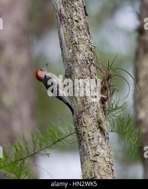 Rosso-Picchio panciuto (Melanerpes carolinus) sul lato di un albero a cavatappi santuario di palude, Florida Foto Stock