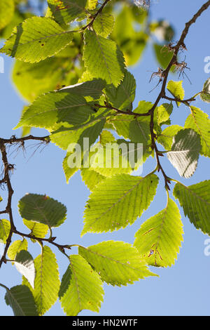 Flatterulme, Flatter-Ulme, Ulme, Flatterrüster, Blatt, Blätter, Ulmus laevis, Ulmus effusa, bianco europeo Olmo, svolazzanti Elm, diffondendo Elm, Russo Foto Stock