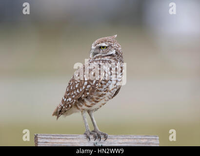 Scavando la civetta (Athene CUNICULARIA) di Marco Island, Florida, Stati Uniti d'America Foto Stock