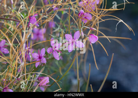 Fleischers Weidenröschen, Bergbach-Weidenröschen, Kies-Weidenröschen, Epilobium fleischeri, Alpine Willowherb Foto Stock