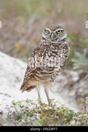 Scavando la civetta (Athene CUNICULARIA) di Marco Island, Florida, Stati Uniti d'America Foto Stock