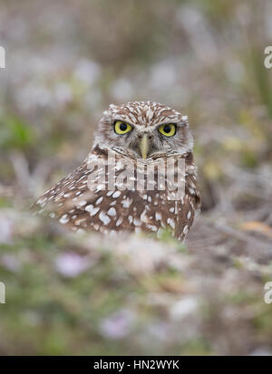 Scavando la civetta (Athene CUNICULARIA) di Marco Island, Florida, Stati Uniti d'America Foto Stock