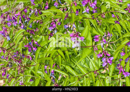 Frühlings-Platterbse, Frühlingsplatterbse, Zarte Platterbse, Lathyrus vernus, syn. Orobus vernus, molla vetchling, pisello a Molla, Molla-vetchling, Spri Foto Stock