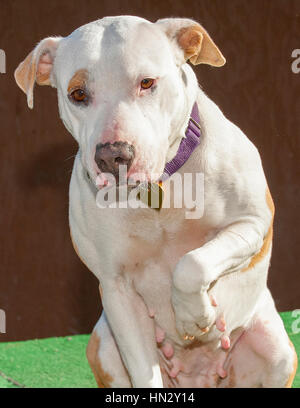 triste faccia bianca pit mix mutt cane sollevamento zampa Foto Stock