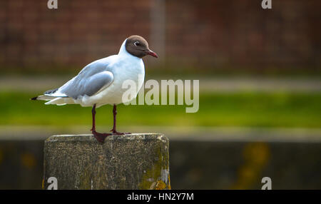 Un gabbiano solitario in piedi dal suo piedistallo Foto Stock