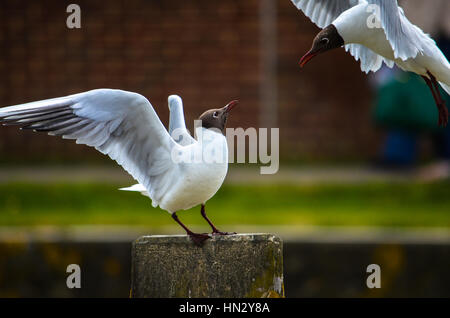 Playfull gabbiani a giocare con le loro piume wide open Foto Stock