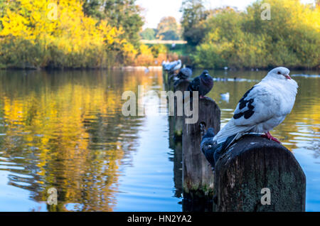 Colombe appollaiate presso il lago Serpentine ad Hyde Park in autunno, Londra Foto Stock