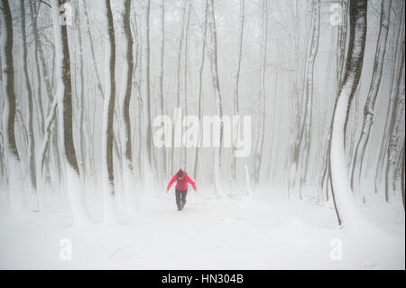 Escursioni a piedi nei boschi in inverno Foto Stock