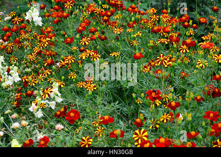 Wild e colorato di piantare Le calendule Tagetes Foto Stock