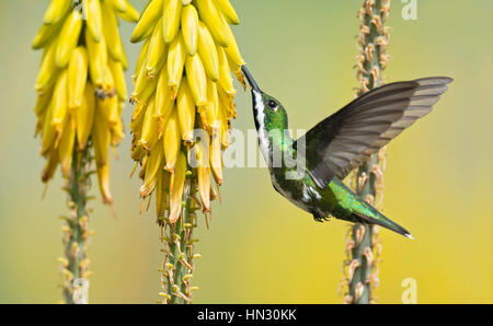 Nero-throated Mango femmina (Anthracothorax nigricollis). Cali, Valle del Cauca Foto Stock