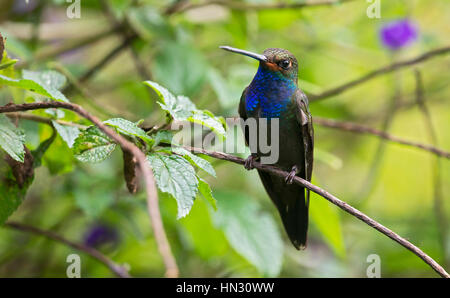 White-tailed Hillstar (Urochroa bougueri). Pueblo Rico, Risaralda Foto Stock