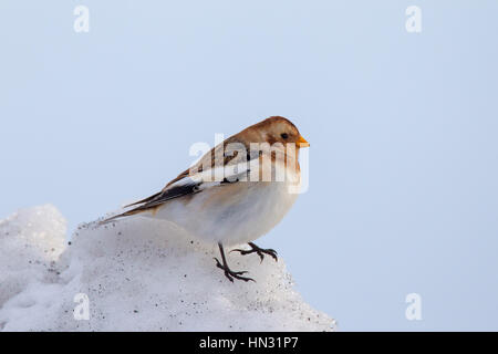 Snow bunting (Plectrophenax nivalis) in inverno piumaggio Foto Stock