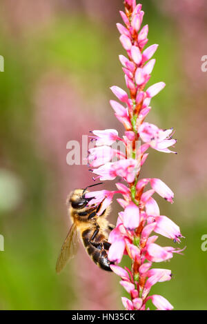 Bee impollinatori persicaria un fiore Foto Stock