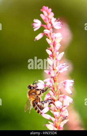 Bee impollinatori persicaria un fiore Foto Stock