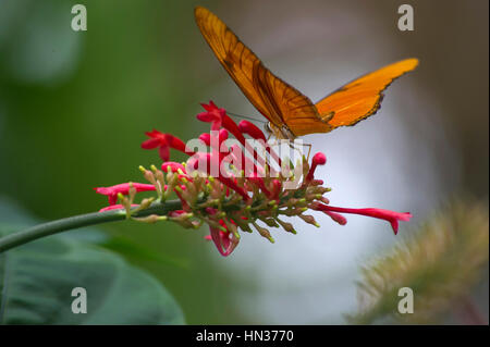 Le farfalle in Niagara Giardini Botanici Conservatory della Farfalla Foto Stock