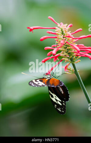 Le farfalle in Niagara Giardini Botanici Conservatory della Farfalla Foto Stock