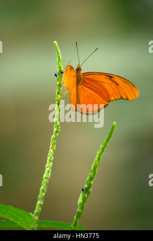 Le farfalle in Niagara Giardini Botanici Conservatory della Farfalla Foto Stock