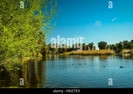 Tucson, Arizona, Aqua Caliente Oasis Park Foto Stock