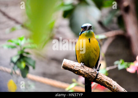 Bird all'Uccello House presso lo Smithsonian National Zoological Park di Washington D.C. Foto Stock