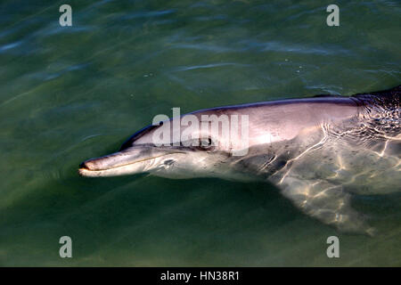 Monkey Mia, Australia occidentale Foto Stock