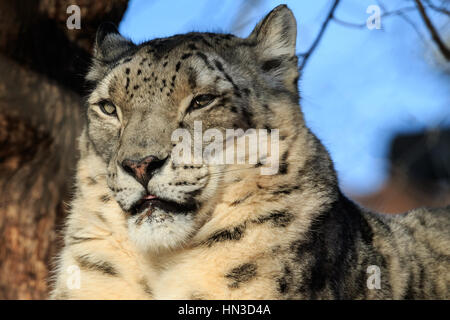 Un Snow Leopard da lo zoo di Oklahoma City. Foto Stock