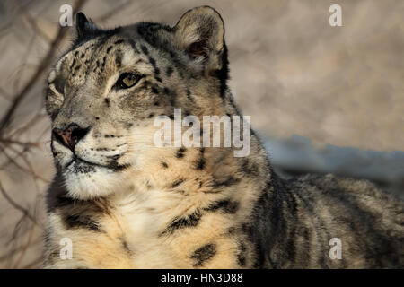 Un Snow Leopard da lo zoo di Oklahoma City. Foto Stock