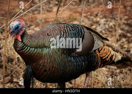 A sudovest di American Wild Turchia trovati su un paese in Oklahoma strada. Foto Stock