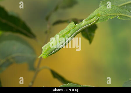 Zackeneule, Raupe frisst un Weide, Zimteule, Krebssuppe, Orangefarbene Zackeneule, Scoliopteryx libatrix, The Herald, Caterpillar, La Découpure, Eulen Foto Stock