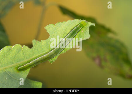 Zackeneule, Raupe frisst un Weide, Zimteule, Krebssuppe, Orangefarbene Zackeneule, Scoliopteryx libatrix, The Herald, Caterpillar, La Découpure, Eulen Foto Stock