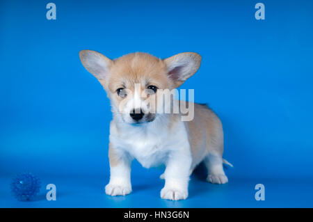 Due mesi di Pembroke Welsh Corgi cucciolo di razza su sfondo blu Foto Stock