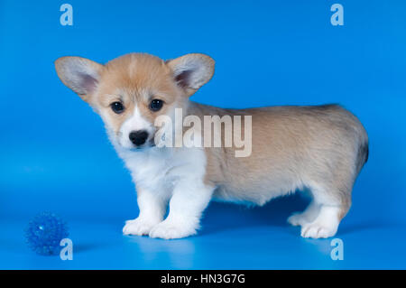 Due mesi di Pembroke Welsh Corgi cucciolo di razza su sfondo blu Foto Stock