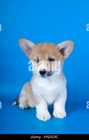 Due mesi di Pembroke Welsh Corgi cucciolo di razza su sfondo blu Foto Stock