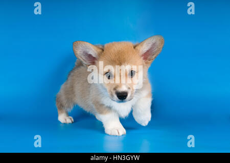 Due mesi di Pembroke Welsh Corgi cucciolo di razza su sfondo blu Foto Stock