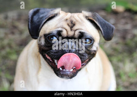Super cute pug dog dando il suo miglior sorriso per la fotocamera Foto Stock
