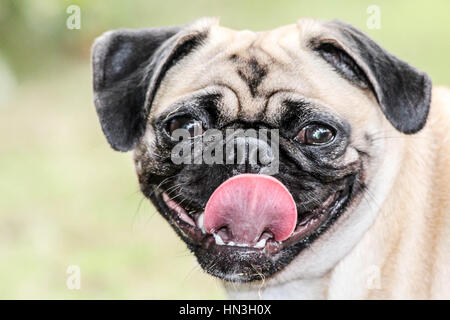 Super cute pug dog dando il suo miglior sorriso per la fotocamera Foto Stock