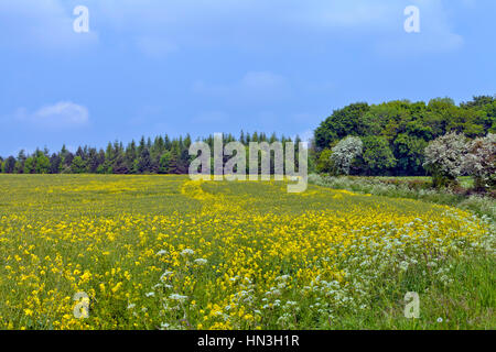 Fioritura giallo campo di colza miscelato con fiori di campo sul bordo di una foresta in una campagna inglese, su un estate giornata di sole Foto Stock