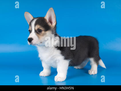 Due mesi di Pembroke Welsh Corgi cucciolo di razza su sfondo blu Foto Stock