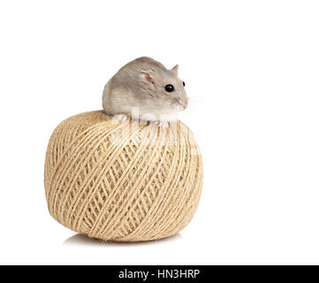 La nana bianca invernale Pet Hamster Sat sulla sfera di stringa su sfondo bianco Foto Stock