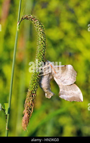 Il PIOPPO Hawk Moth, Laothoe Populi maschio in appoggio sulle sementi da prato Foto Stock