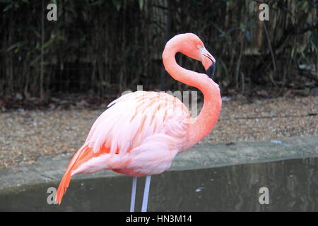 American Flamingo (Phoenicopterus ruber), Birdworld, Holt Pound, Farnham, Surrey, Inghilterra, Gran Bretagna, Regno Unito Regno Unito, Europa Foto Stock